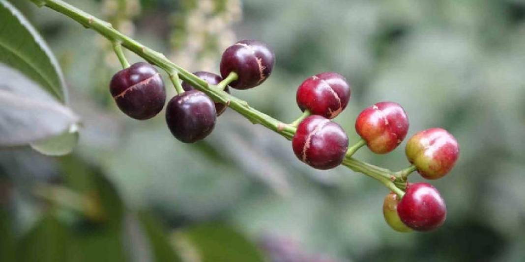 Mevsiminden 3 ay erken meyve verdi: Tadının güzelliği daha da şaşırttı 5
